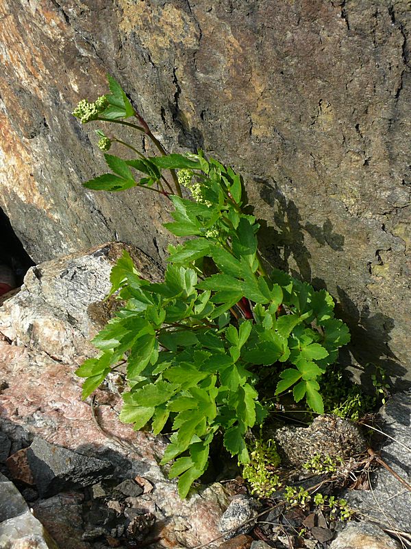 Изображение особи Ligusticum scoticum.