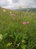 Pimpinella rhodantha