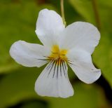 Viola canadensis. Цветок. Германия, г. Дюссельдорф, Ботанический сад университета. 03.06.2014.
