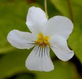 Image of taxon representative. Author is Валерий Куделя