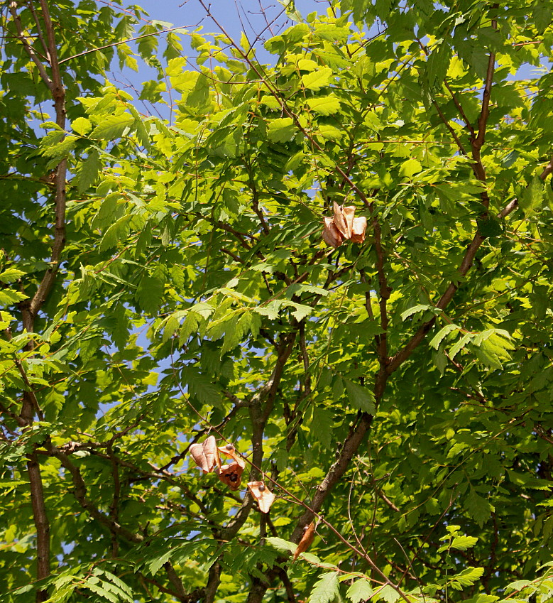 Image of Koelreuteria paniculata specimen.