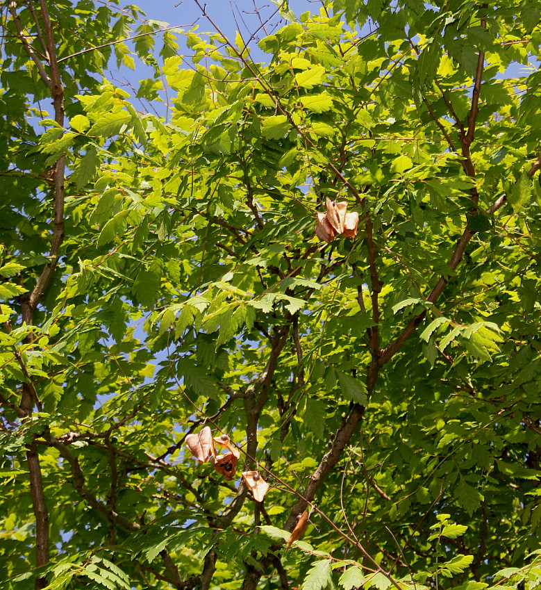 Изображение особи Koelreuteria paniculata.