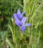 Gentianopsis barbata