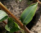 Cautleya gracilis. Листья в средних частях побегов. Германия, г. Дюссельдорф, Ботанический сад университета. 03.07.2014.