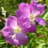 Epilobium hirsutum