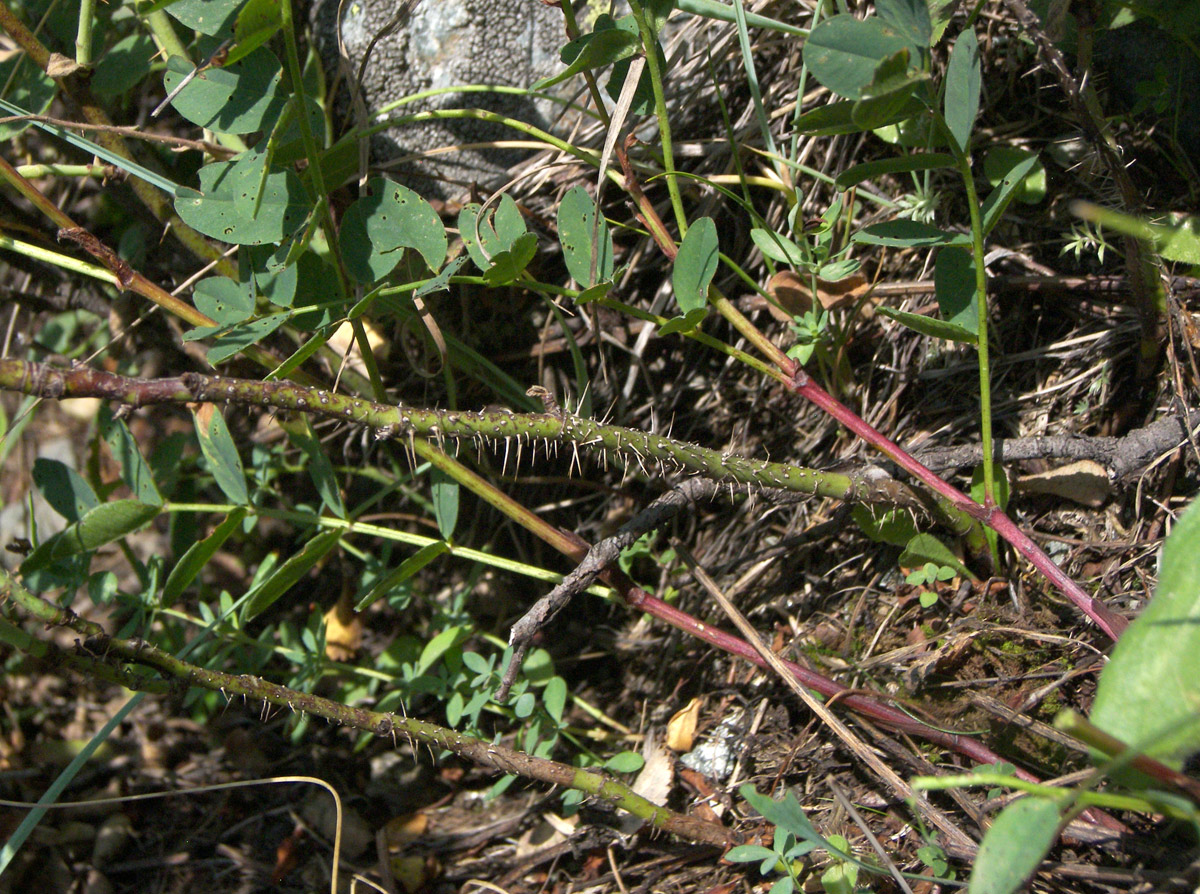 Image of Rosa pubicaulis specimen.