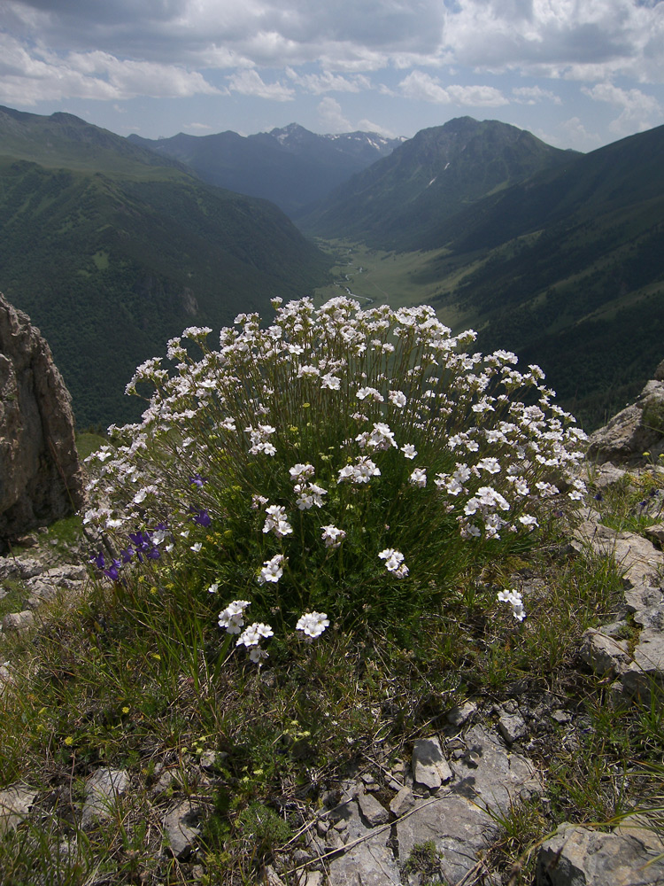 Image of Gypsophila tenuifolia specimen.