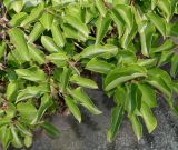 Actinidia arguta. Побеги нижней части растения. Германия, г. Дюссельдорф, Ботанический сад университета. 05.09.2014.