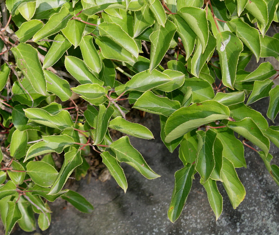 Изображение особи Actinidia arguta.