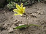 Tulipa heterophylla. Цветущее растение. Казахстан, Сев. Тянь-Шань, Заилийский Алатау в окр. г. Алматы, Большое Алматинское ущ., р-н Космостанции, 3300 м н.у.м. 23 июня 2011 г.