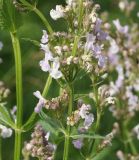 Nepeta nuda