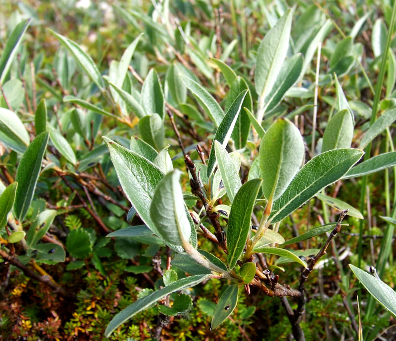 Изображение особи Salix glauca.