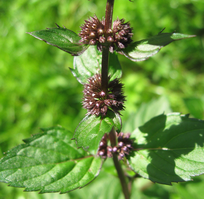 Image of Mentha &times; gracilis specimen.