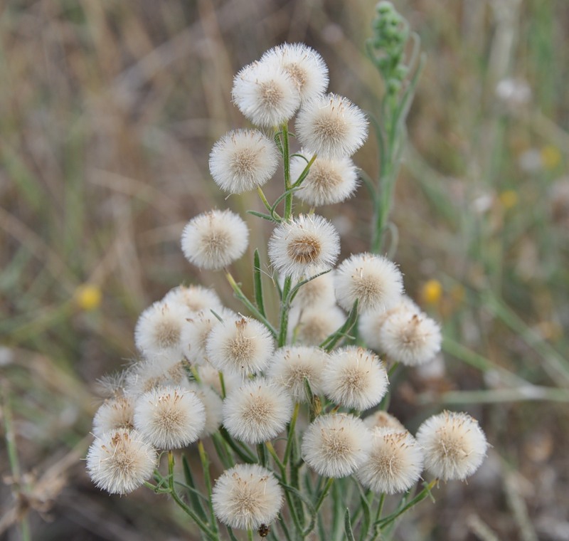 Image of Conyza bonariensis specimen.