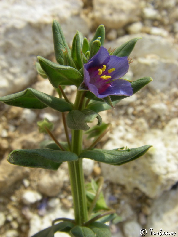 Изображение особи Anagallis arvensis.