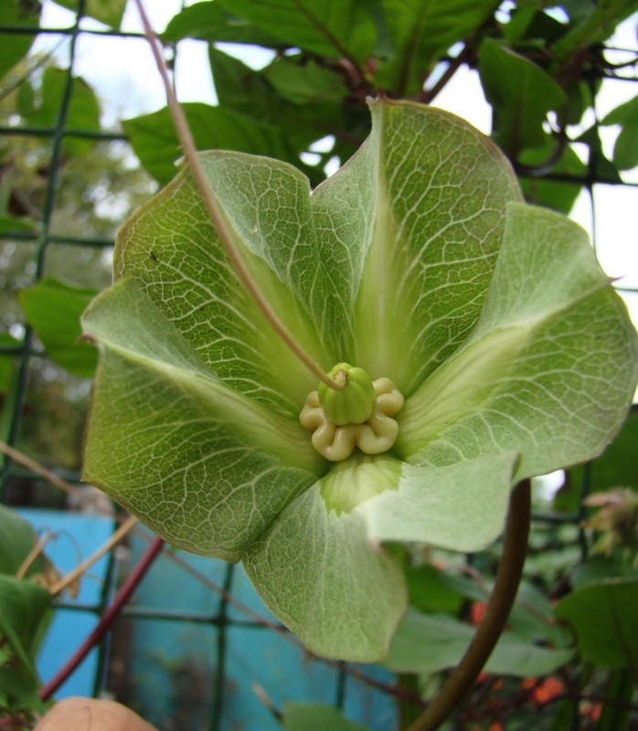 Изображение особи Cobaea scandens.