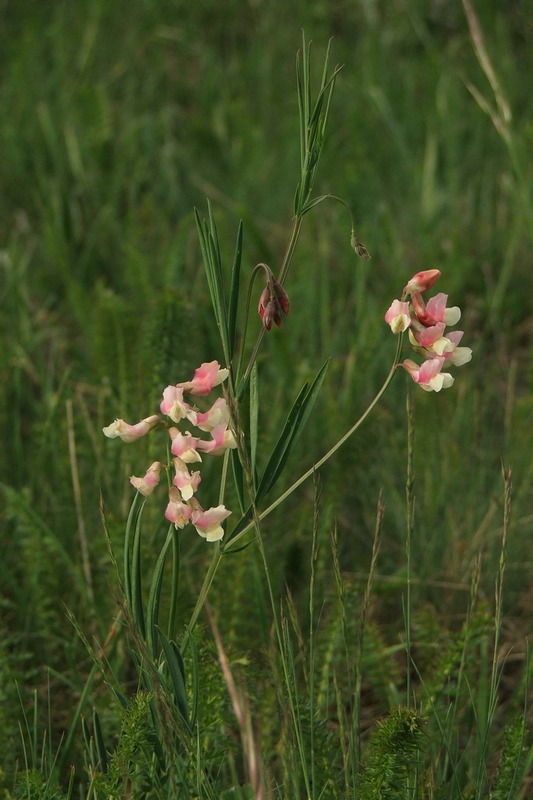 Изображение особи Lathyrus varius.