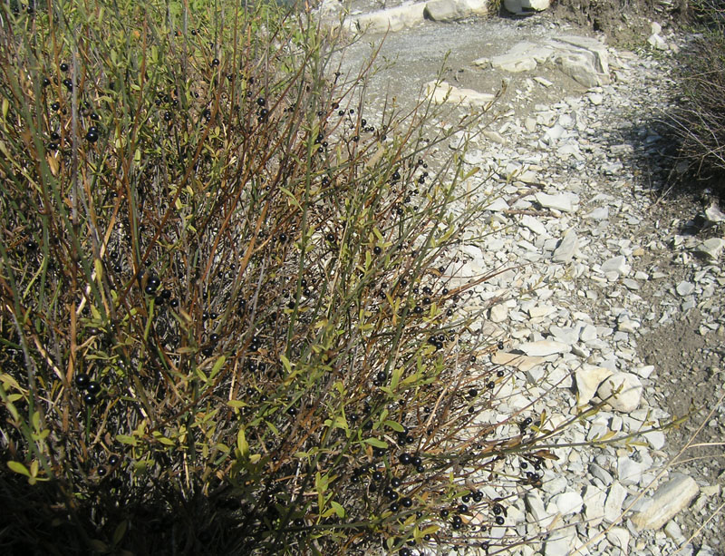 Image of Jasminum fruticans specimen.