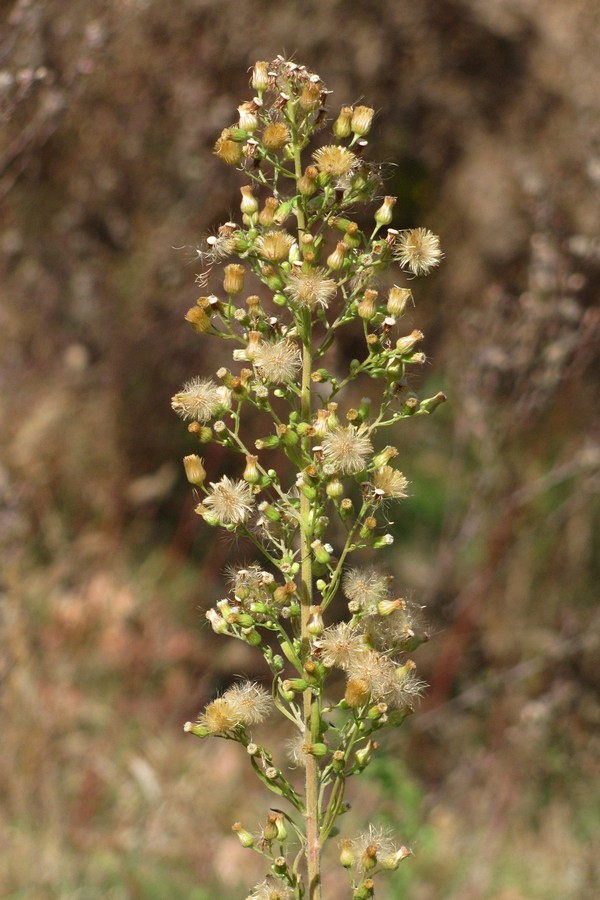 Image of Conyza sumatrensis specimen.