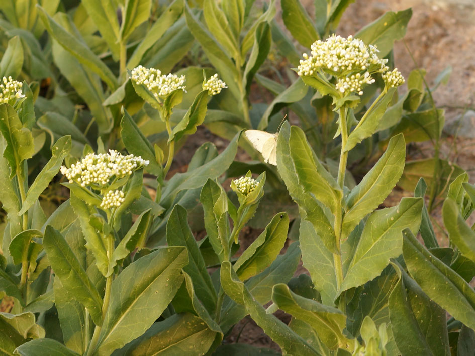 Image of Cardaria repens specimen.