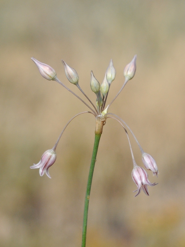 Изображение особи Allium margaritae.