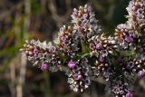 Goniolimon speciosum. Часть соцветия. Иркутская обл., Ольхонский р-н, побережье Малого Моря (оз. Байкал), окр. мыса Улан-Ханский, сухой остепнённый склон на опушке леса. 11.07.2015.