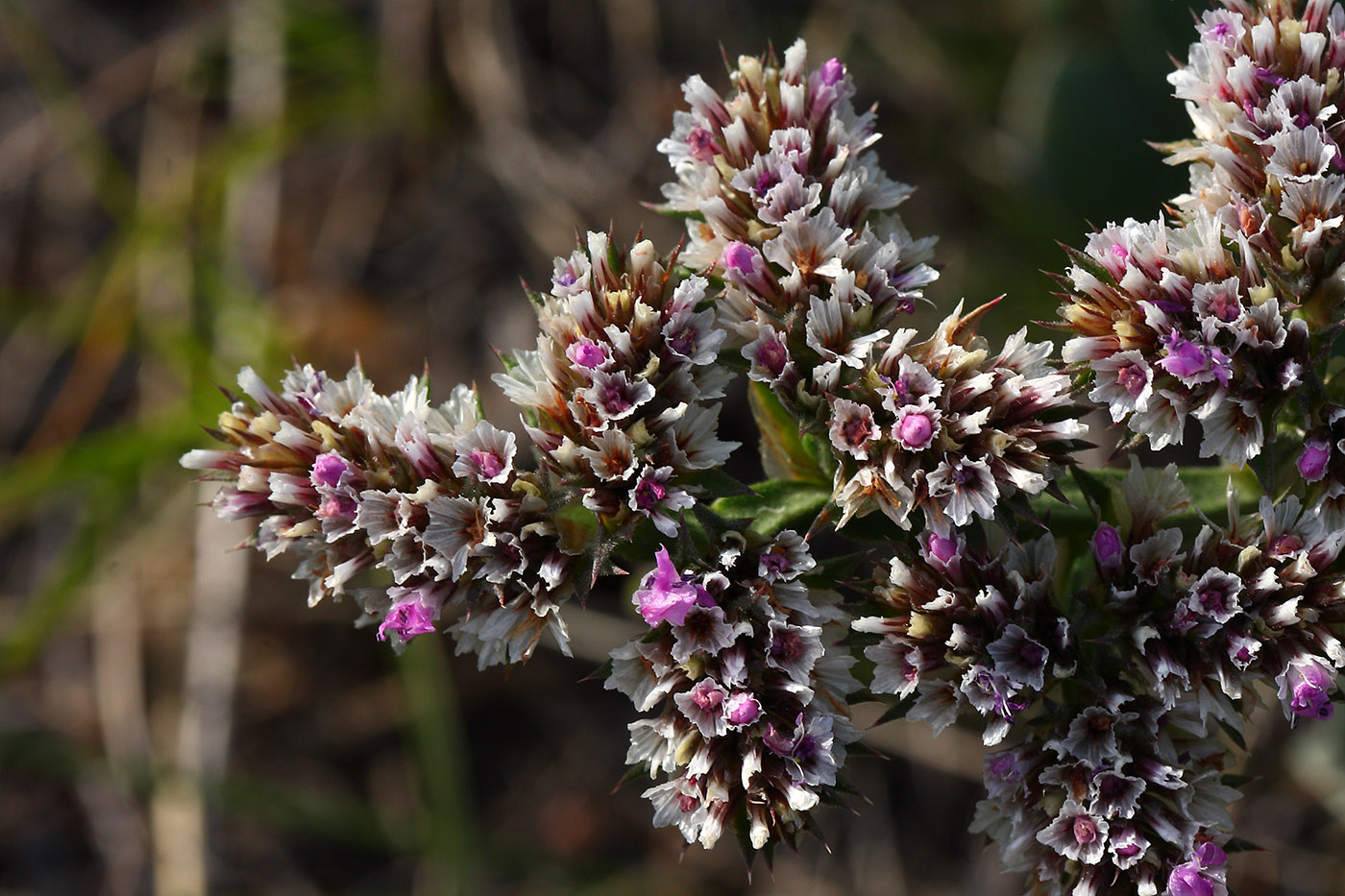 Image of Goniolimon speciosum specimen.