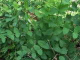 Vicia pisiformis