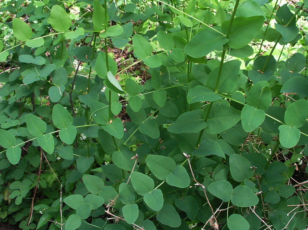 Image of Vicia pisiformis specimen.