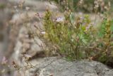 Petrorhagia saxifraga. Цветущее и плодоносящее(?) растение на парапете крепостной стены. Черногория, г. Херцег-Нови (Herceg Novi), крепость Шпаньола (Španjola). 17.10.2014.