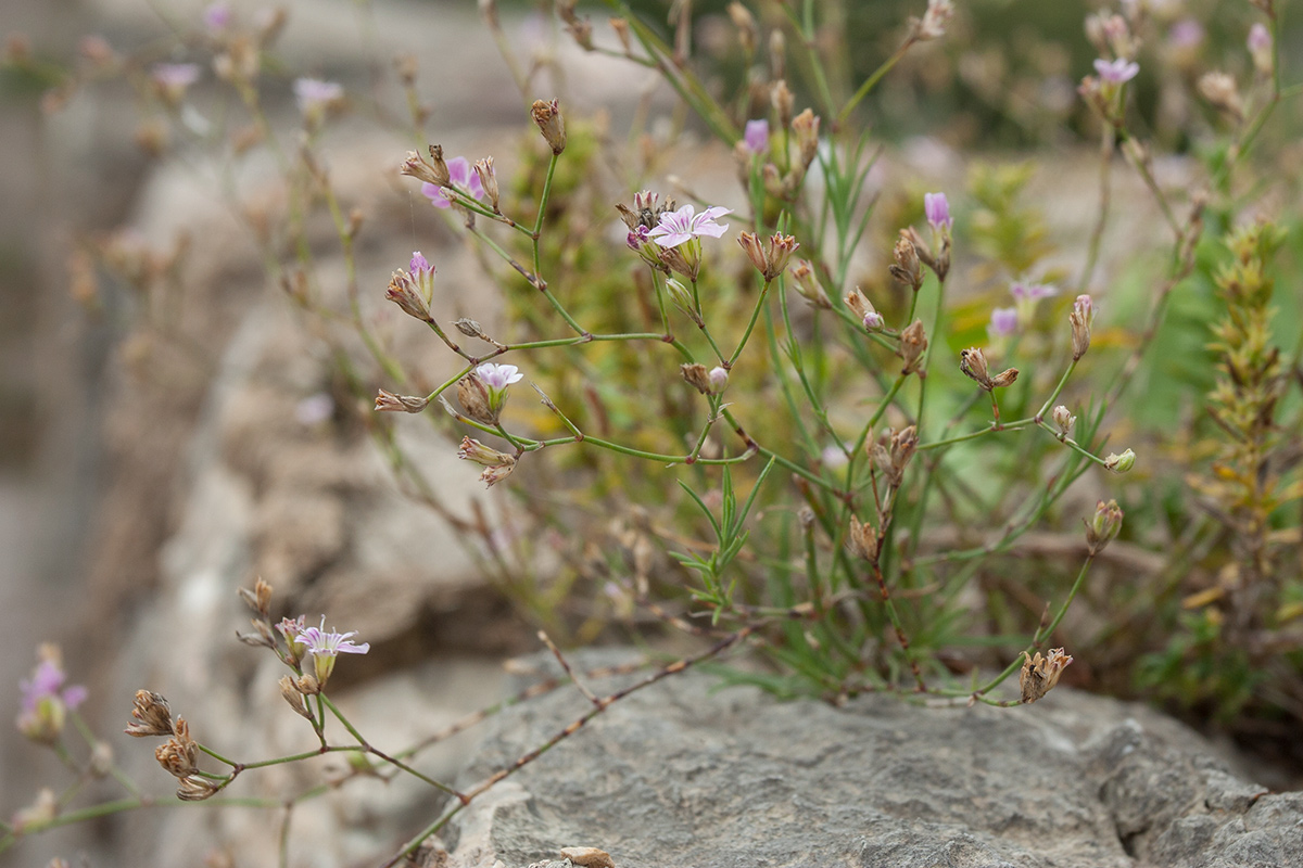 Изображение особи Petrorhagia saxifraga.