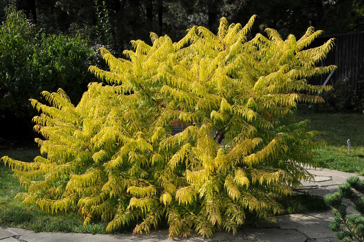 Изображение особи Rhus typhina f. dissecta.