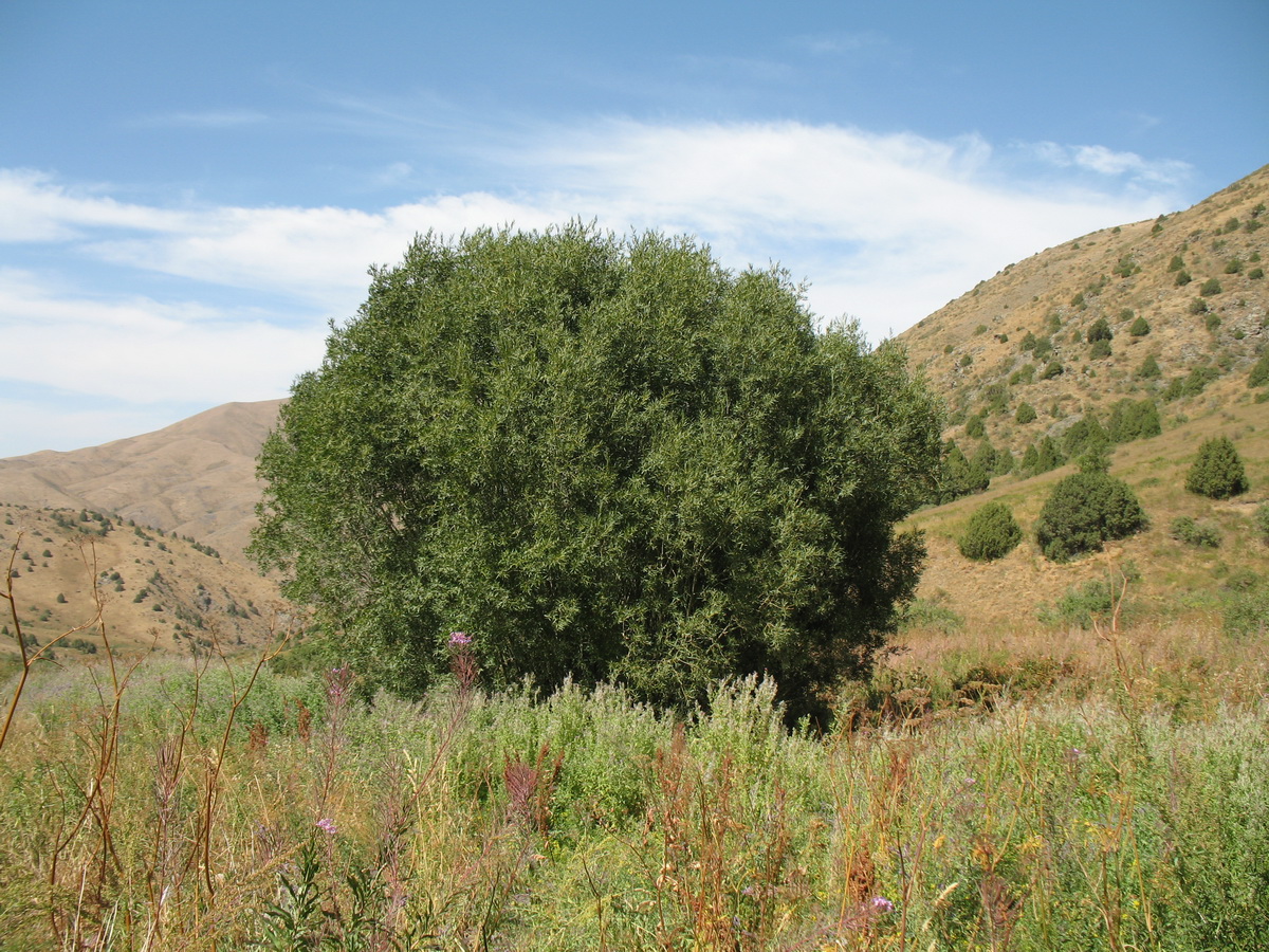 Image of Salix niedzwieckii specimen.