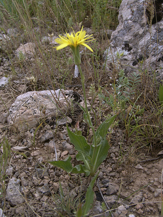 Image of Scorzonera inconspicua specimen.