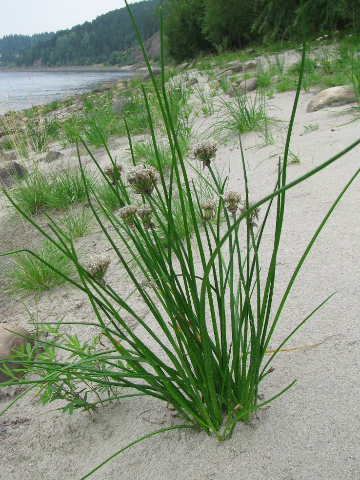 Изображение особи Allium schoenoprasum.