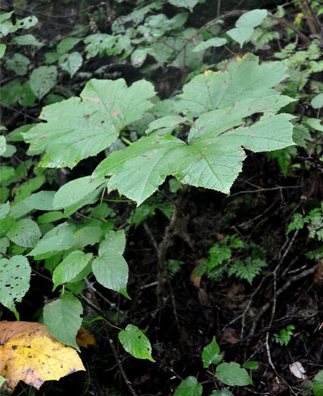 Image of Oplopanax elatus specimen.