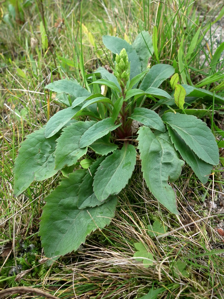 Image of Solidago virgaurea ssp. lapponica specimen.