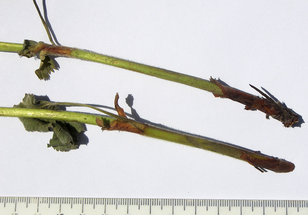 Image of Alchemilla persica specimen.