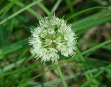 Allium microdictyon. Соцветие. Иркутская обл., Иркутский р-н, окр. пос. Большая Речка, лес. 28.07.2014.