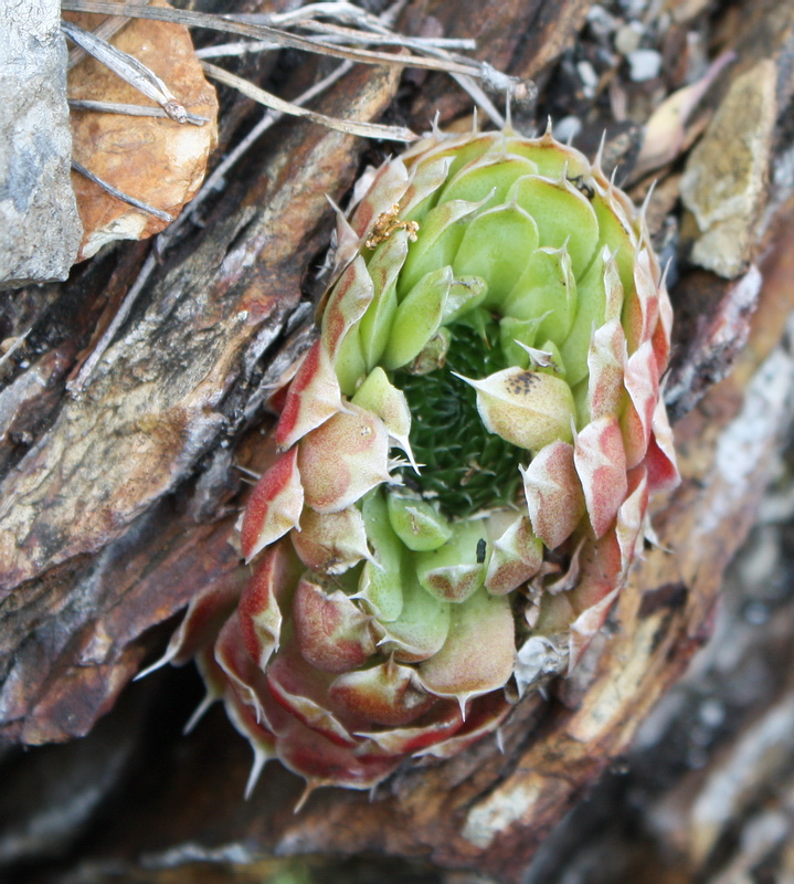 Image of Orostachys spinosa specimen.