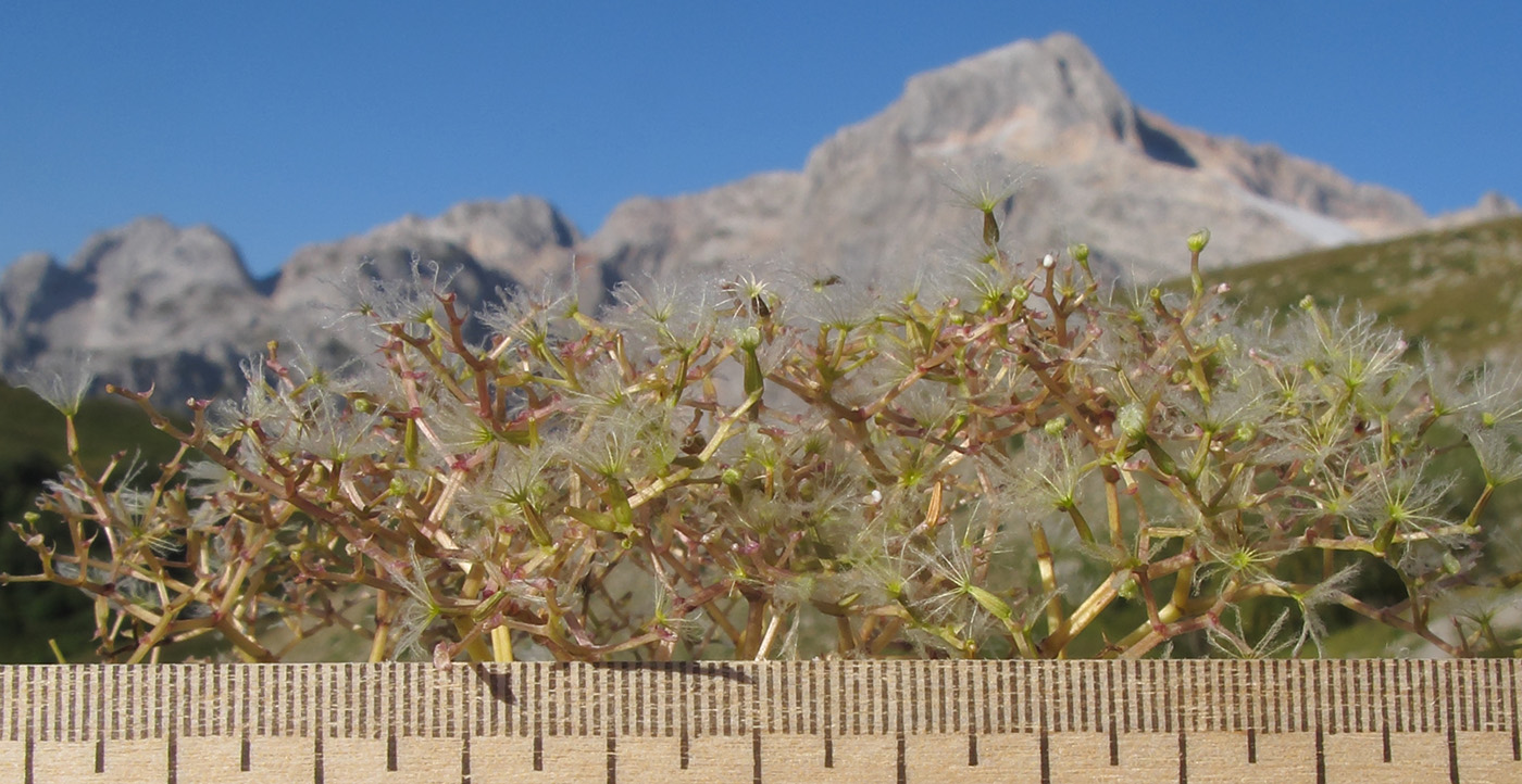 Image of Valeriana alliariifolia specimen.