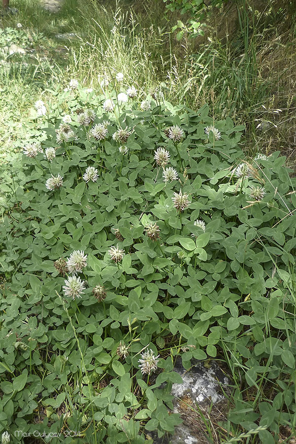 Изображение особи Trifolium ambiguum.