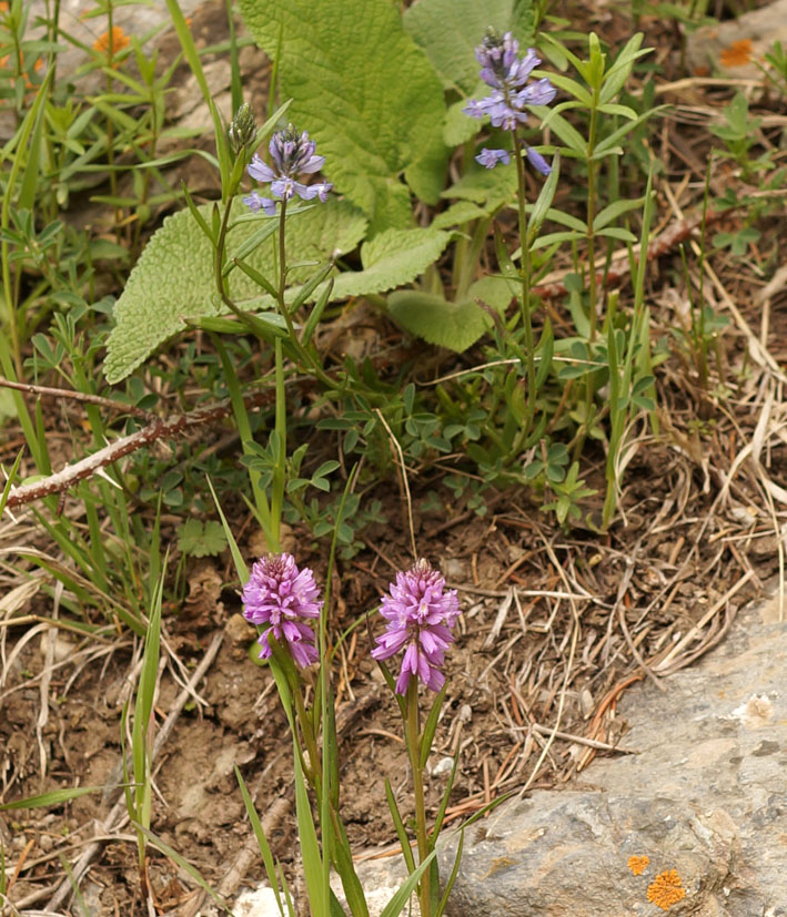 Image of Polygala comosa specimen.