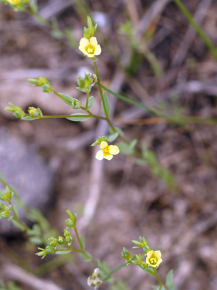 Изображение особи Linum corymbulosum.