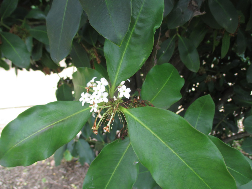 Image of Acokanthera oblongifolia specimen.