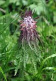 Pedicularis wilhelmsiana. Верхушка цветущего растения. Карачаево-Черкесия, окр. пос. Архыз, хребет Абишира-Ахуба, субальпийский луг (выс. около 2000 м н.у.м.). 15.06.2015.