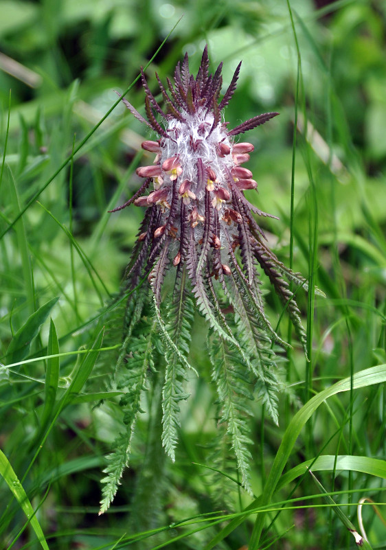 Изображение особи Pedicularis wilhelmsiana.