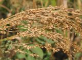 Panicum miliaceum