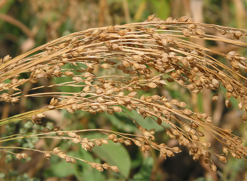 Изображение особи Panicum miliaceum.