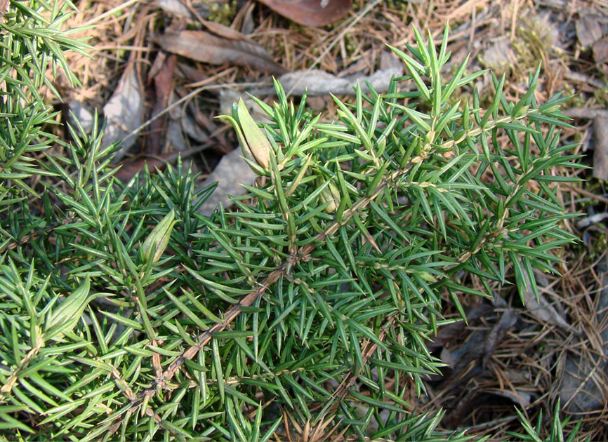 Изображение особи Juniperus sibirica.